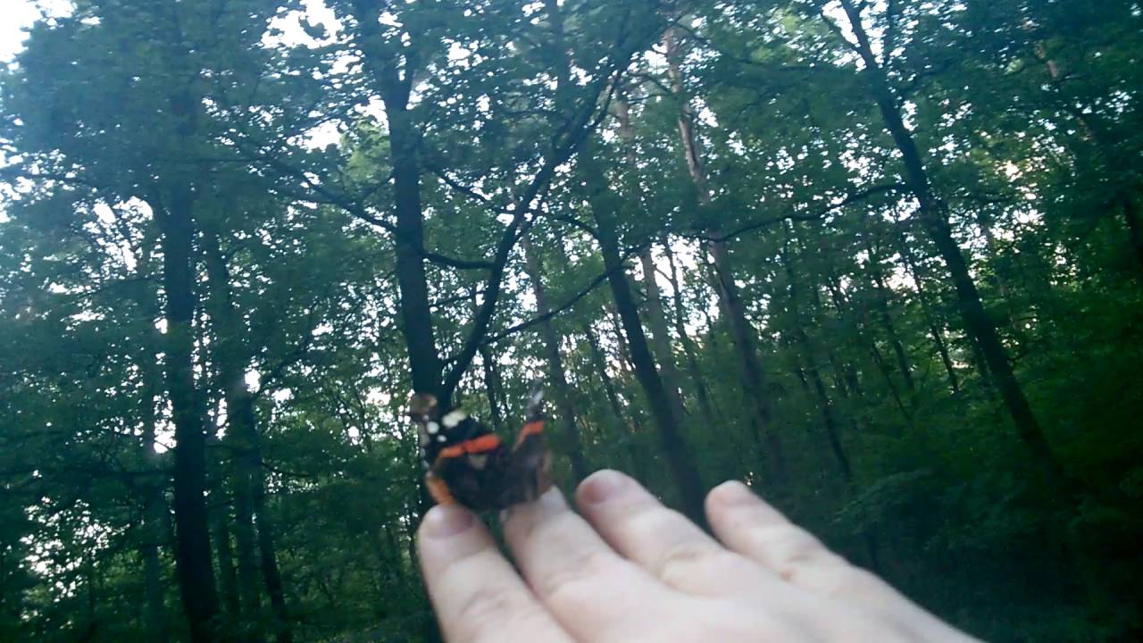 Motyl