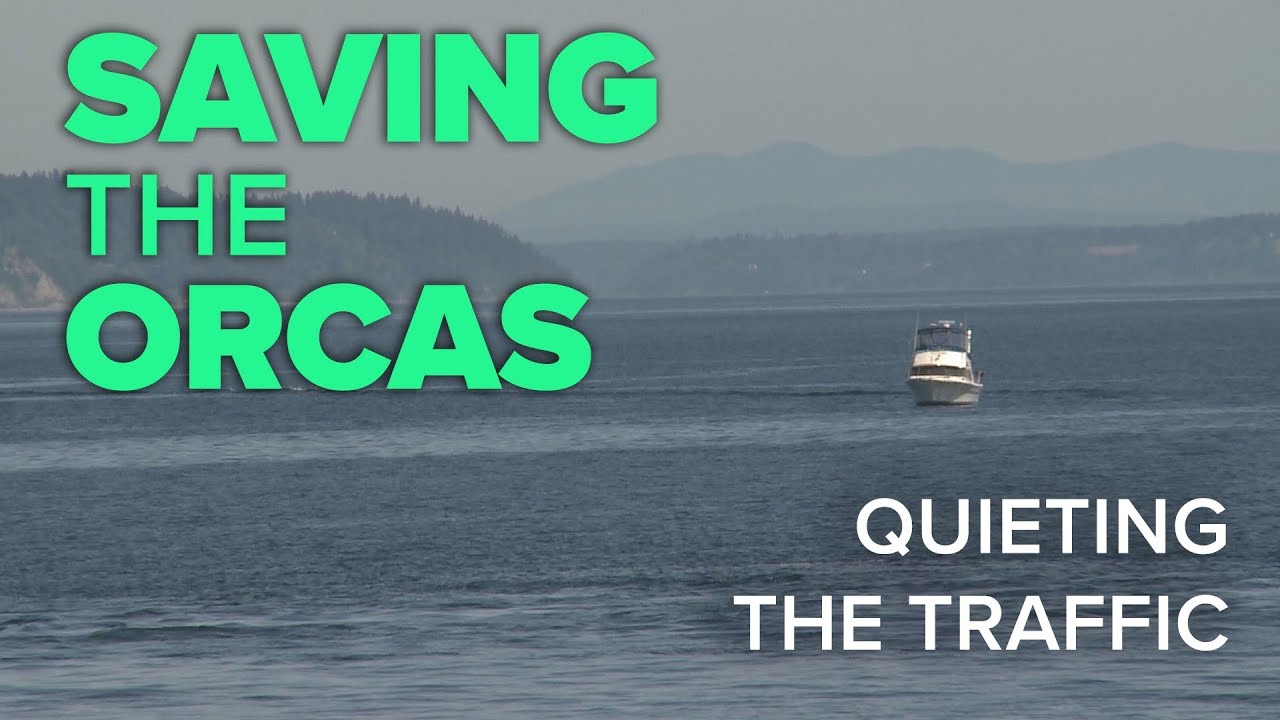 Saving the Orcas: Quieting the Traffic
