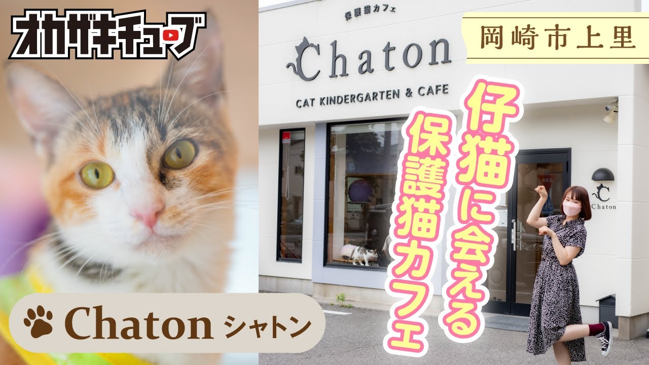 かわいい仔猫に癒される！『保護猫カフェChaton』に行ってみた！【岡崎市上里】