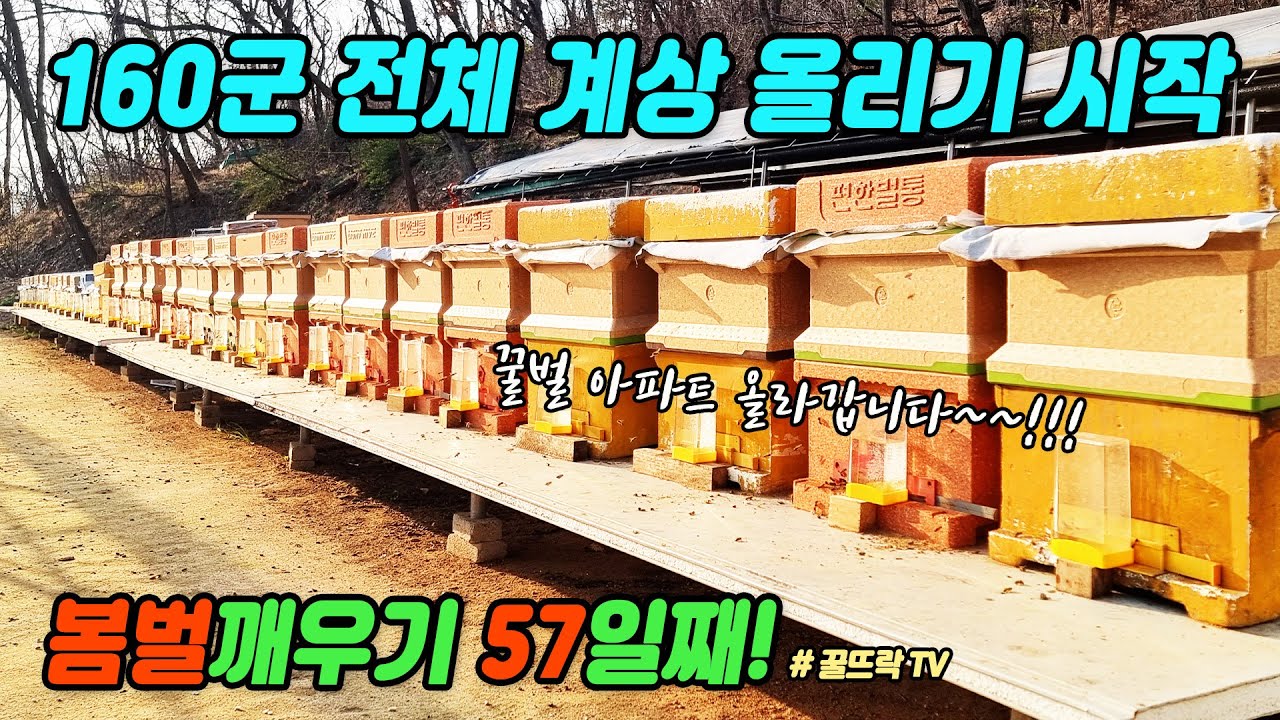 봄벌 깨운지 57일 160군 전체 계상작업 시작합니다 | 막계상과 데마리식 계상 Honeygarden_꿀뜨락|양봉 일기 |양봉 귀농| a korean beekeeper's Blog