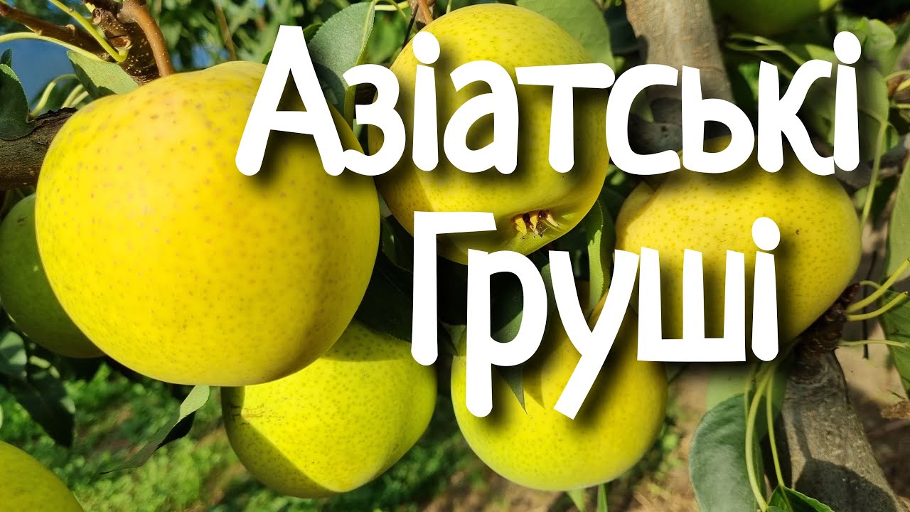 Груша Тембо Лі (ПОВНЕ ВІДЕО ВІД ЦВІТУ ГРУШІ ДО ДЕГУСТАЦІЇ)