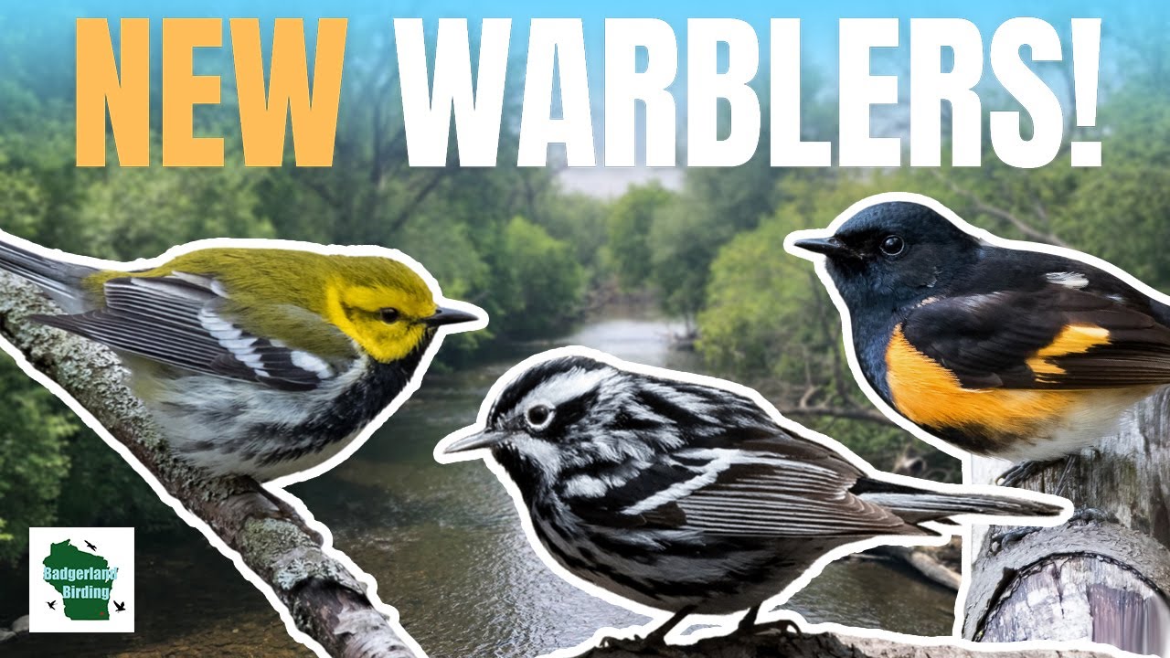 Spring Birding Quest: Tracking Down First of Year Warblers!