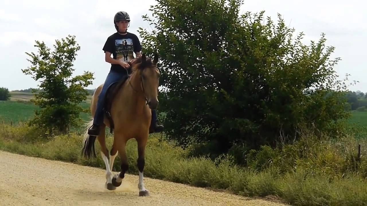 Difference between a pace, stepping pace, and smooth gait/saddle rack