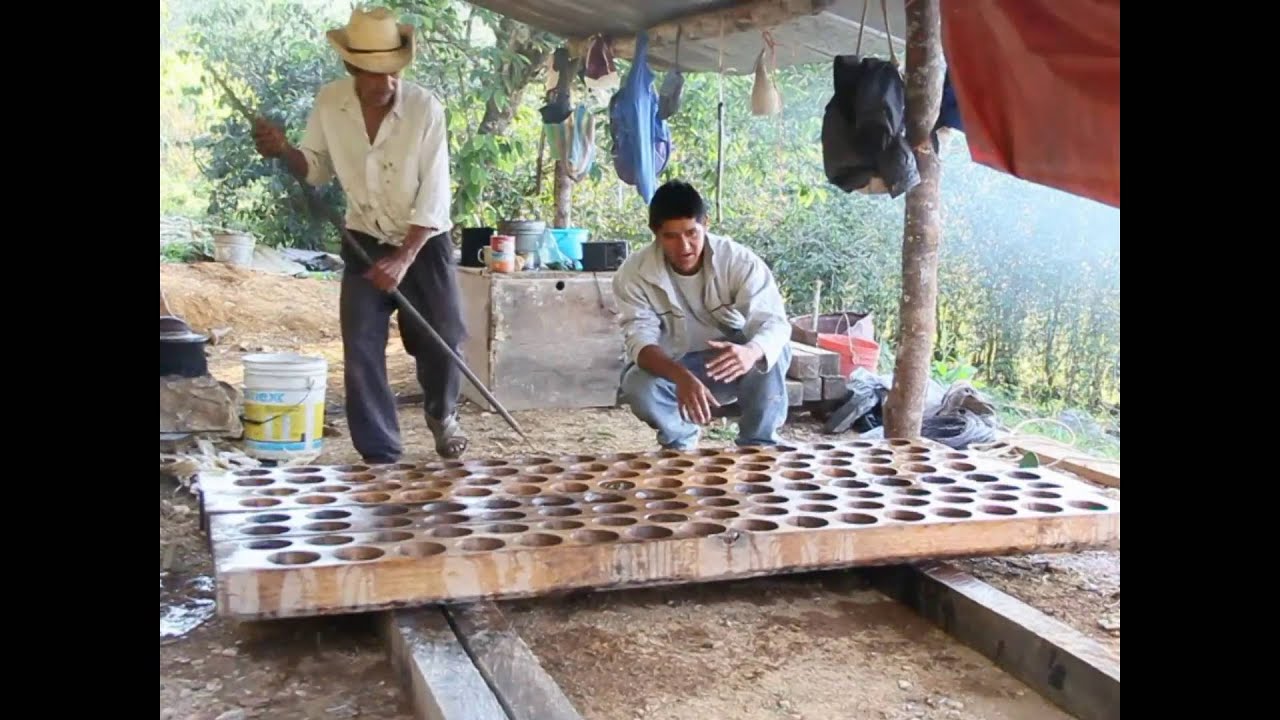 Elaboración de la panela con jugo de caña.