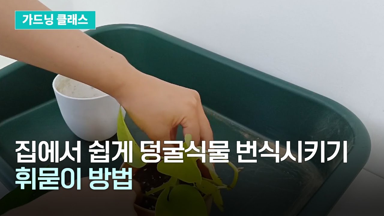 스킨답서스 휘묻이 번식 방법! 쉽게 식물 뿌리내리기 | 가드닝클래스