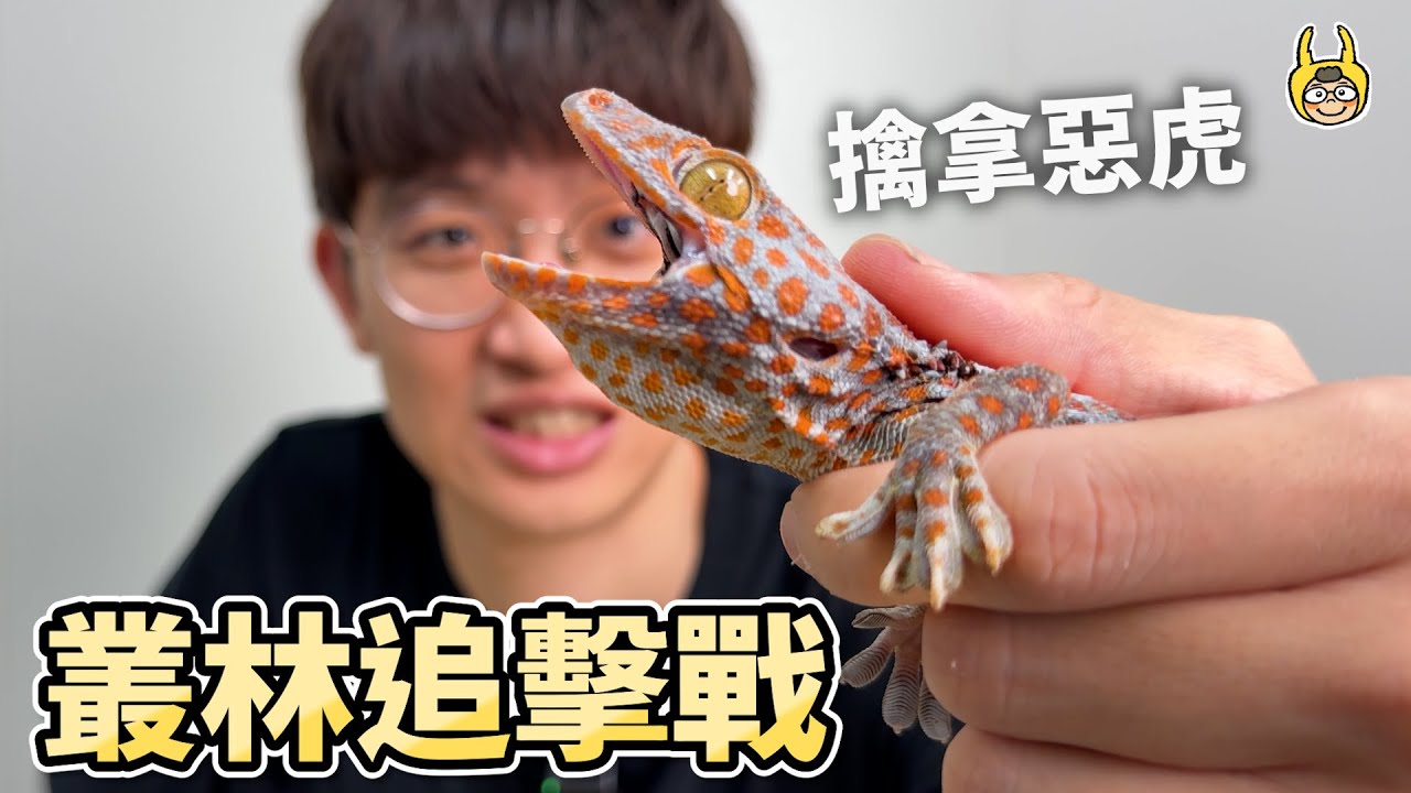 逮捕歸案！外來種大守宮叢林追擊戰！【叢林大探險】