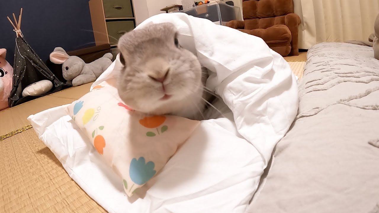 寝室に凸してきたかと思えばお布団を横づけして一緒に寝る気満々のうさぎさん