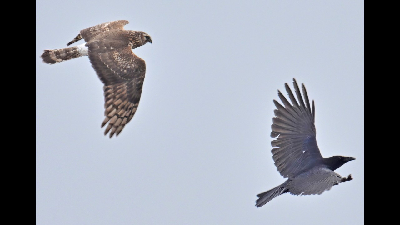 Die Kornweihe und die Rabenkr&auml;he #Luftkampf #Natur