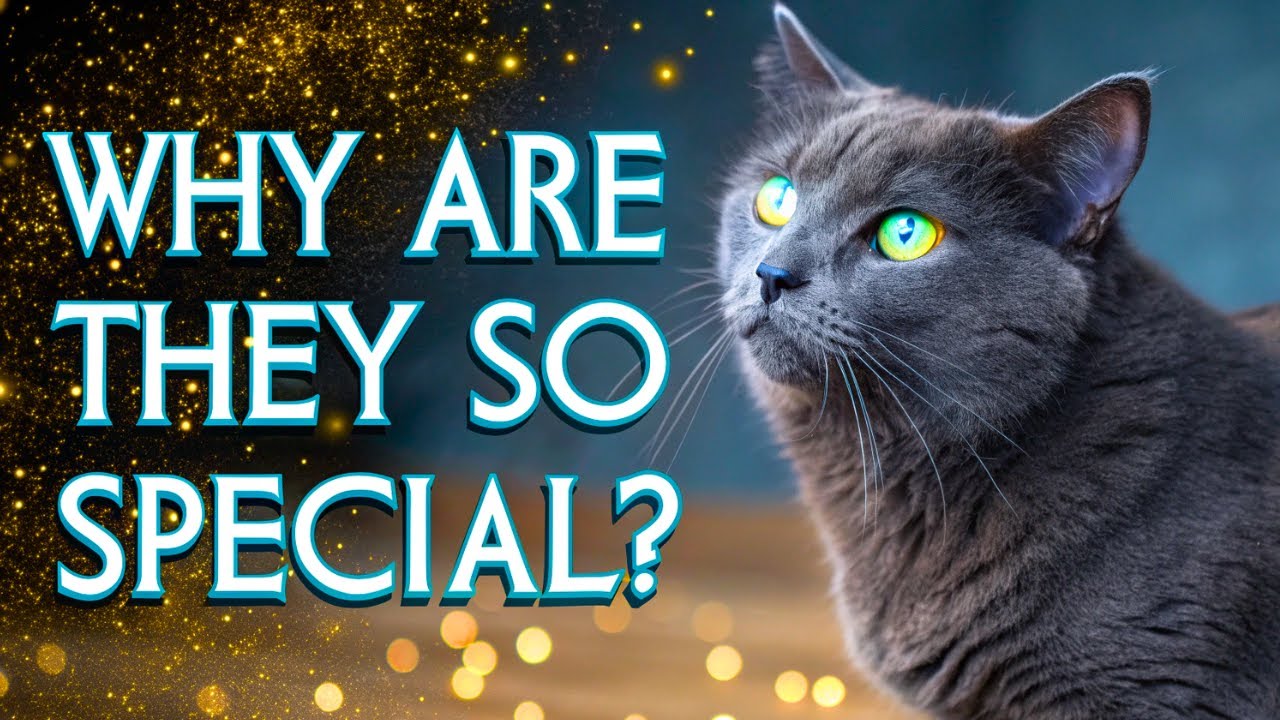 Why Are GRAY CATS So SPECIAL? Discover the HIDDEN POWERS of This Breed!