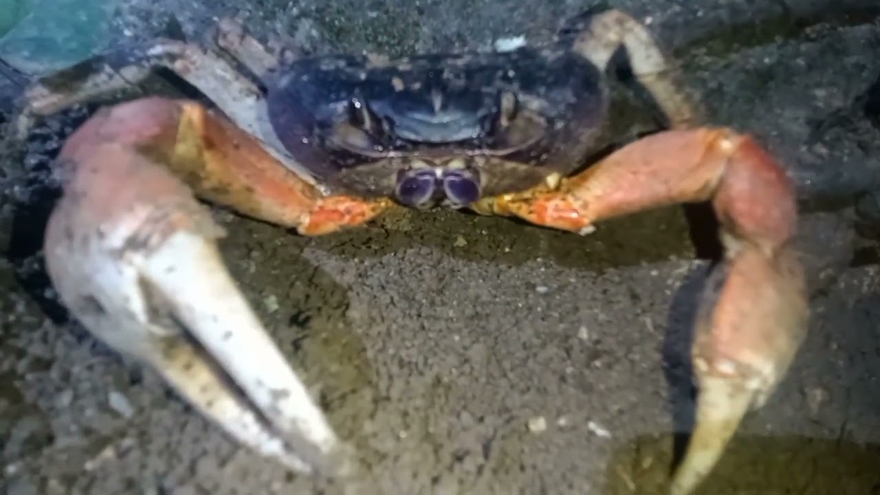 Habitat asli kepiting darat (Tuerkayana magnum) #indonesianlandcrabs #habitatkepitingdarat