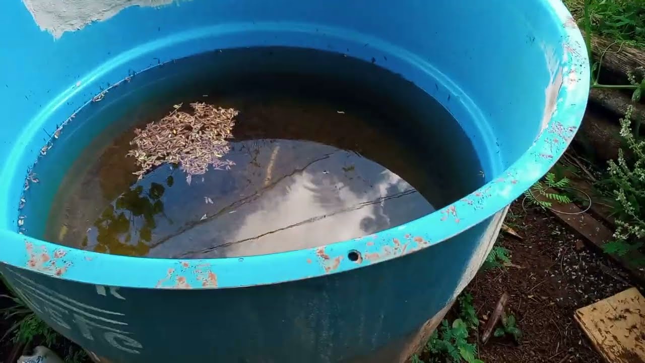 Como está hoje a minha pequena horta, ervas daninhas e pimenteiras exóticas.