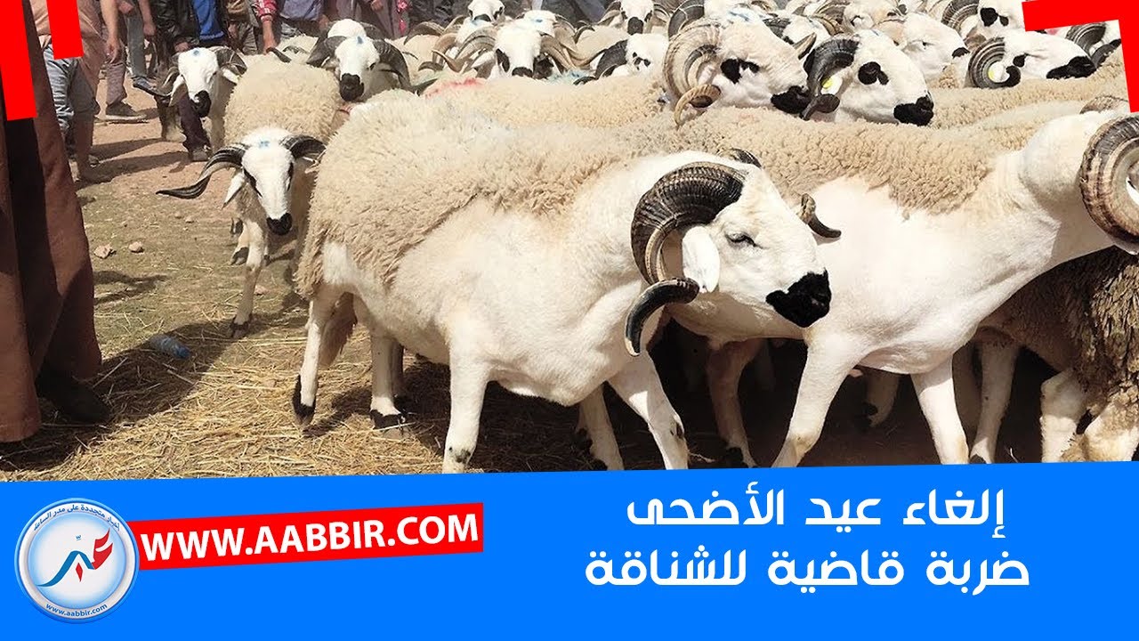 إلغاء عيد  الأضحى: الشـ ـناقة ديال الحـ..والا ولي كانو يتسناو في الهوتة: والله حتا مزيانة لدراوش..