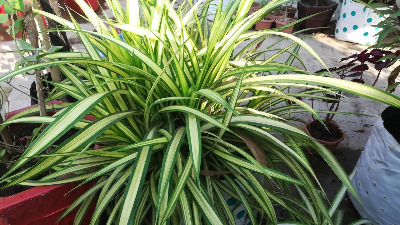 Spider plant jaise dikhnewala podha How to grow Pandanus plant