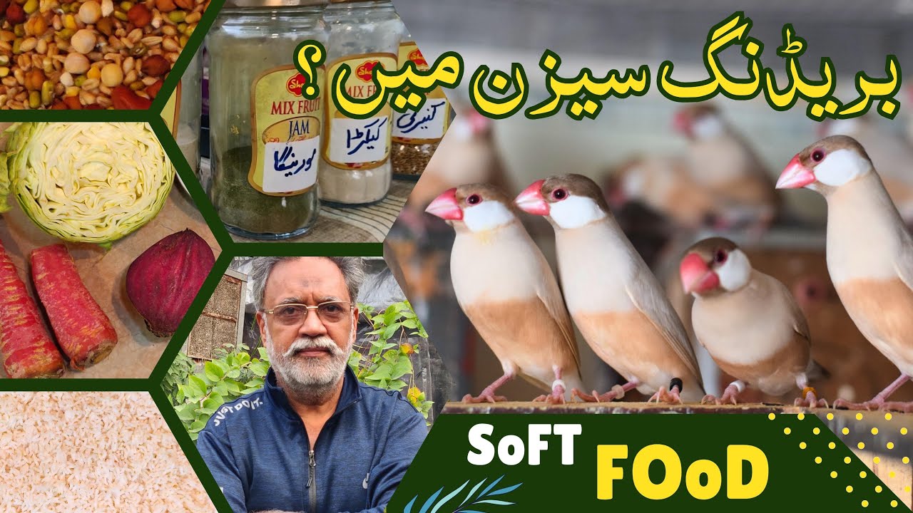 SOFT FOOD FOR JAVA SPARROWS AND LOVE BIRDS  | FAWN JAVA BREEDER | KBC