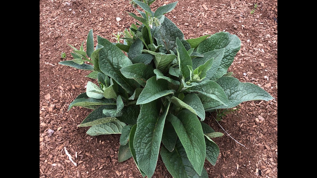 Propagating and Using Comfrey in the Garden