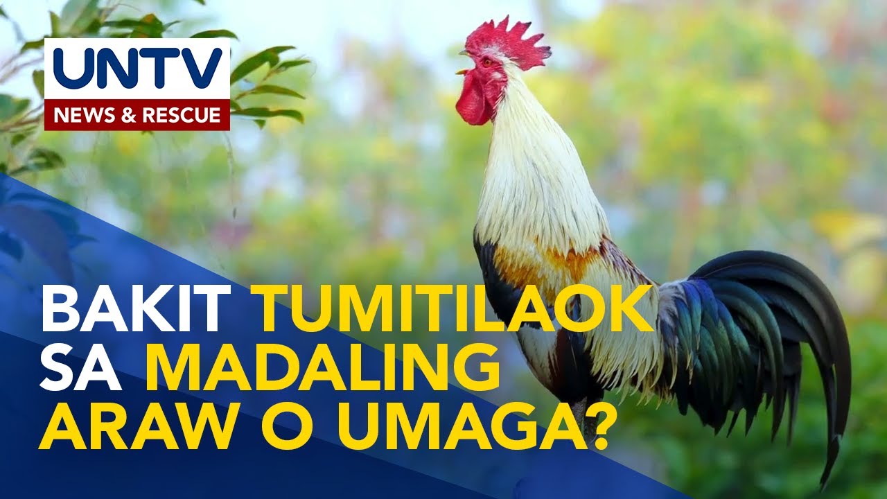 Mga dapat malaman hinggil sa pagtilaok ng manok | Wonders of Creation