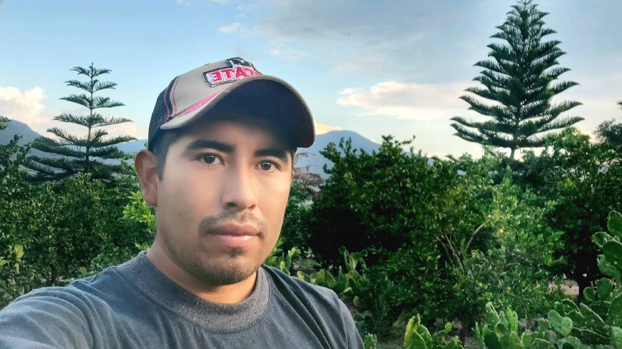 Araucaria excelsa, todo lo que necesitas saber. | preguntas y dudas más comunes sobre este pino.
