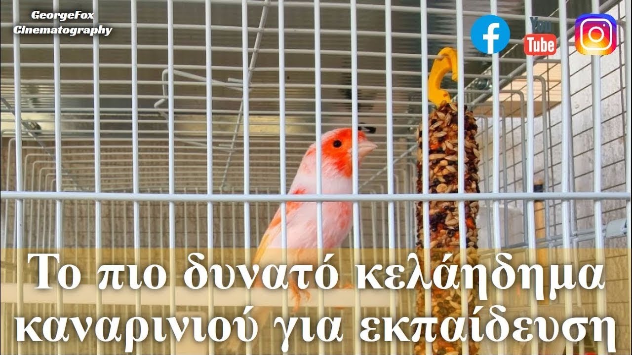 Το πιο ΩΡΑΙΟ κελάηδημα 🐤καναρινιού🐤 | Κόκκινο μοζάικ καναρίνι κάνει μεσημερινές κορώνες | Εκπαίδευση