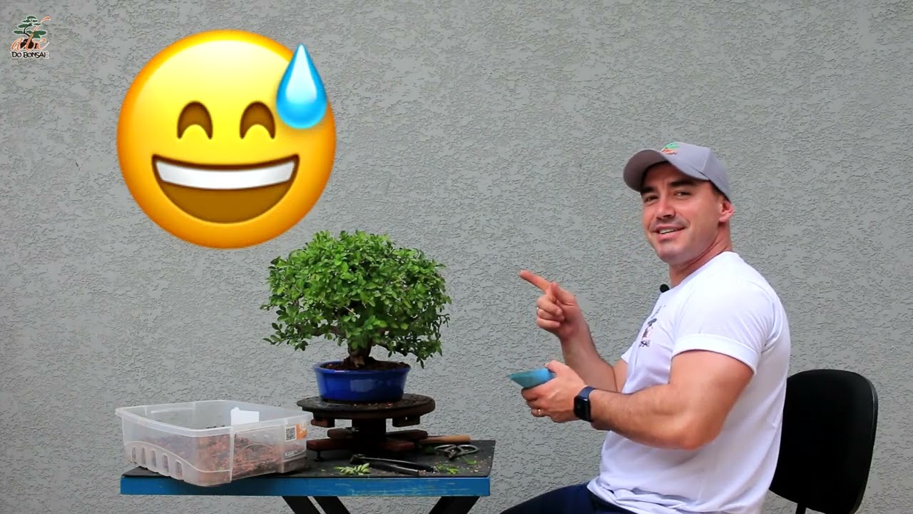 TRANSFORMANDO 1 BONSAI EM 2 | ULMUS PARVIFOLIA