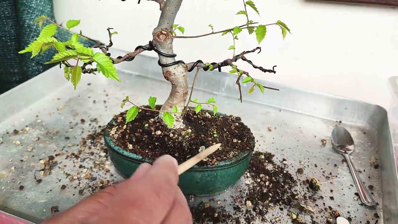 Replantare bonsai ... si nu prea | S04 - E08