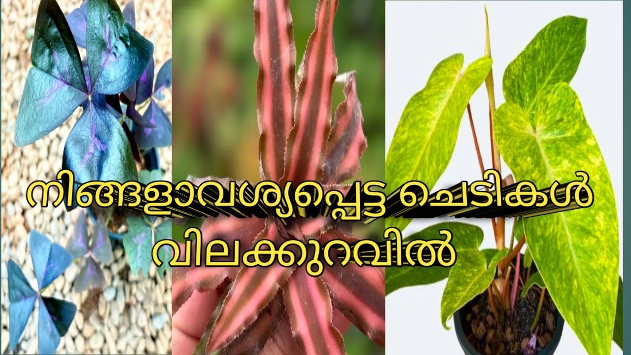 #10 രൂപ മുതൽ ചെടികൾ / നിങ്ങളാവശ്യപ്പെട്ട എല്ലാ ചെടികളും #plants #calathea#coleusplant #indoorplants 