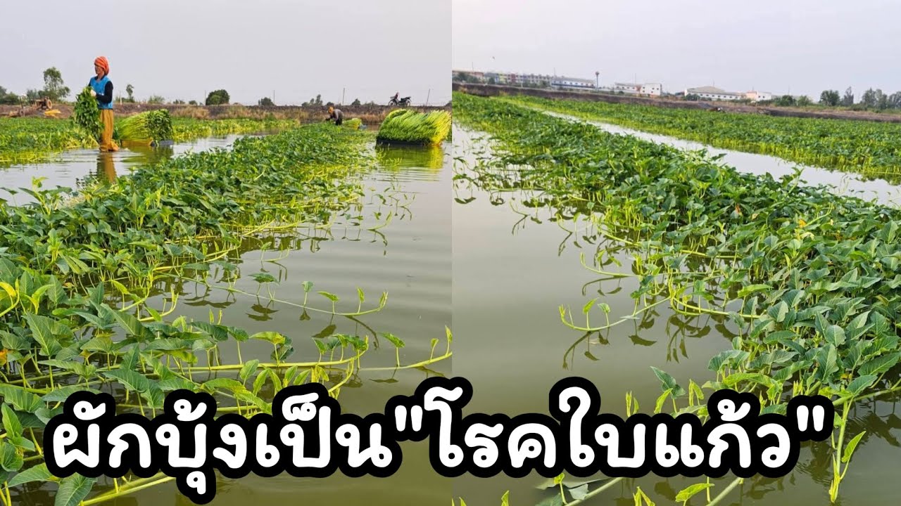 📢พูดคุยเรื่องผักบุ้งเป็นใบแก้วอีกครั้ง