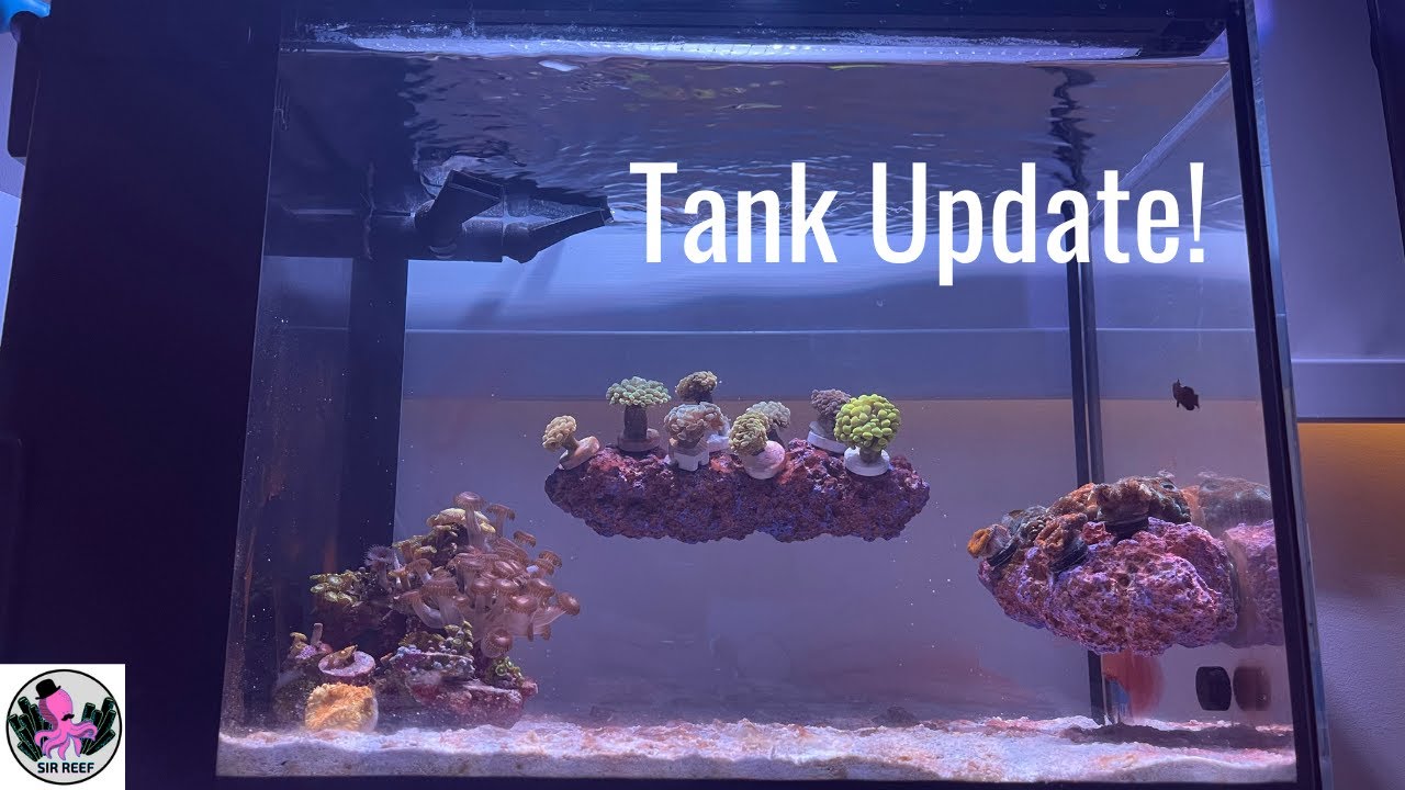 Tank Update| Innovative Marine Nuvo Fusion 14 Gallon Peninsula