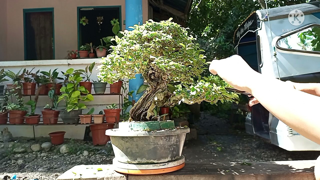 TUGAS BONSAI | TRIMMING VIDEO
