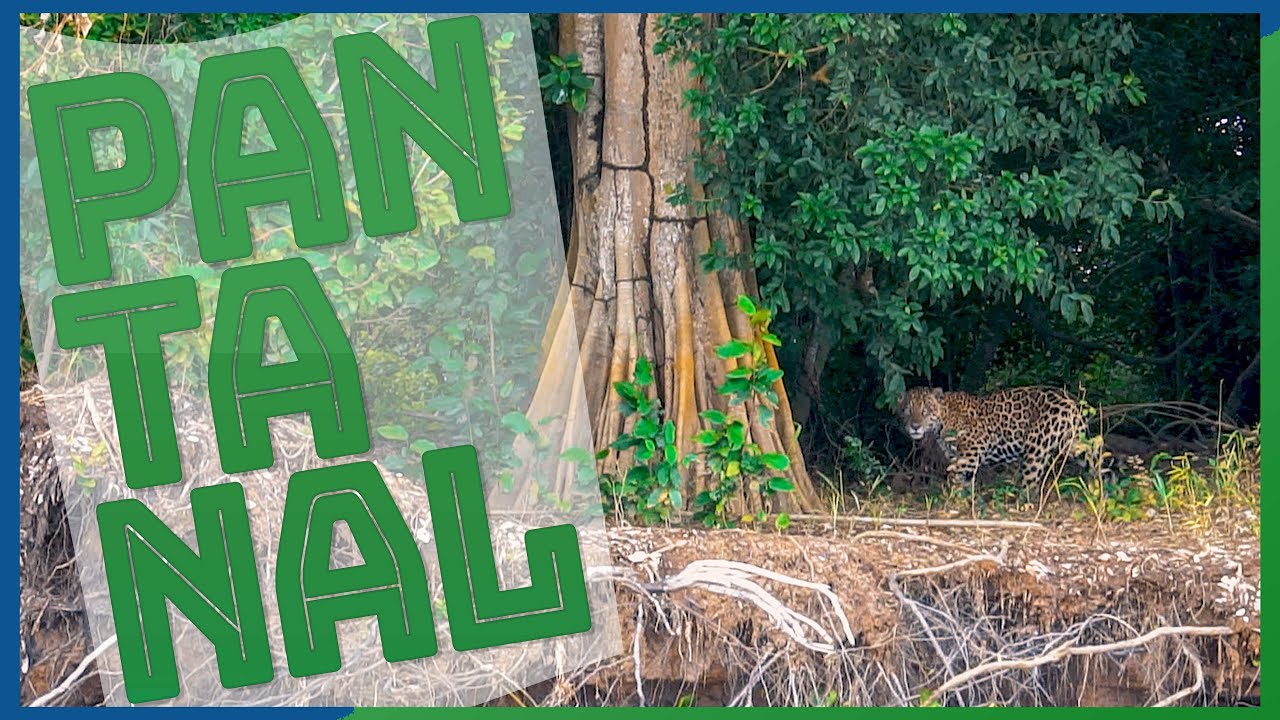 Partiu Conhecer o Sesc Pantanal: uma experiência incrível no Pantanal Mato-Grossense
