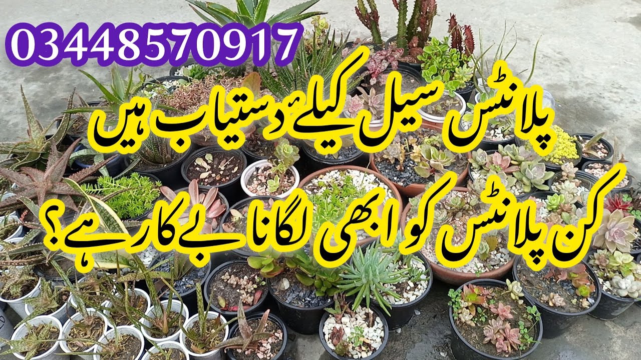 Grow these super hardy plants from cuttings in January/permanent plants