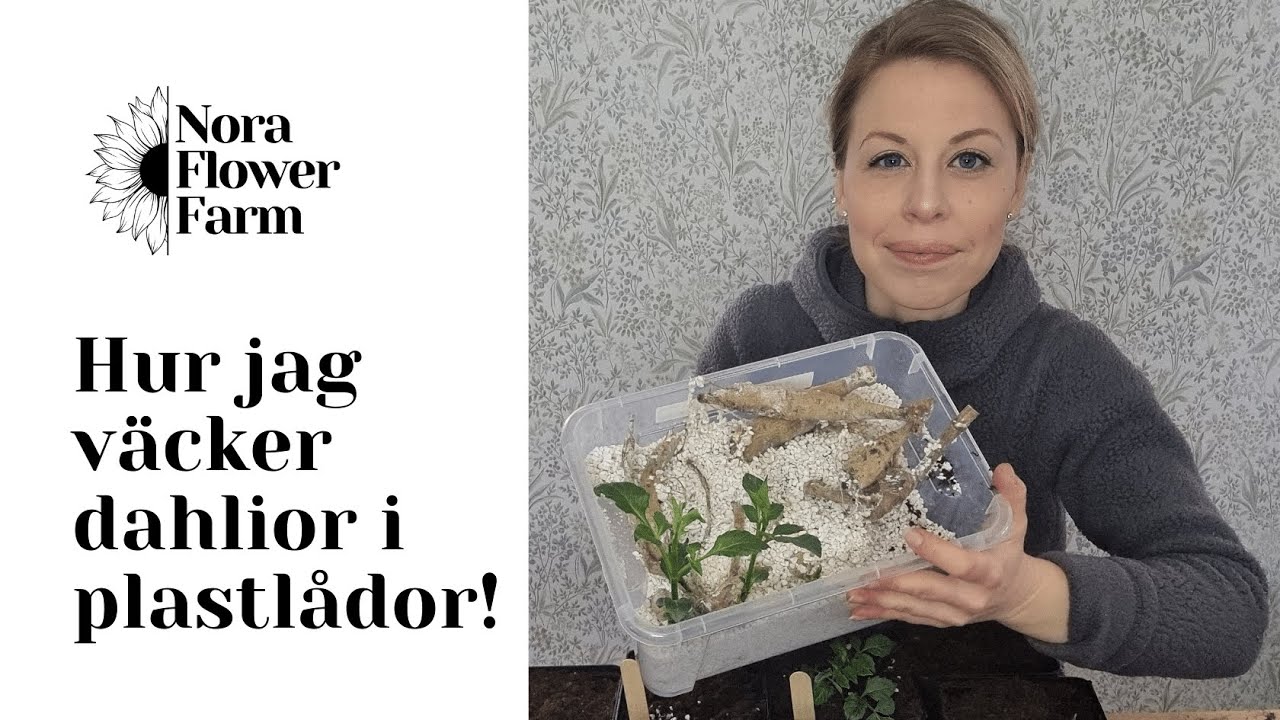 Hur jag väcker dahlior i plastlådor med perlite