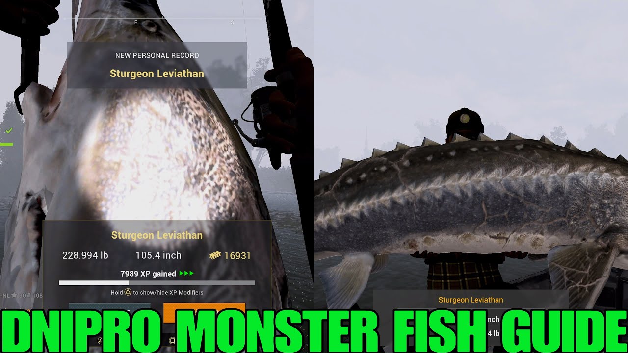 Как поймать осетра-левиафана в реке Днепр — Fishing Planet