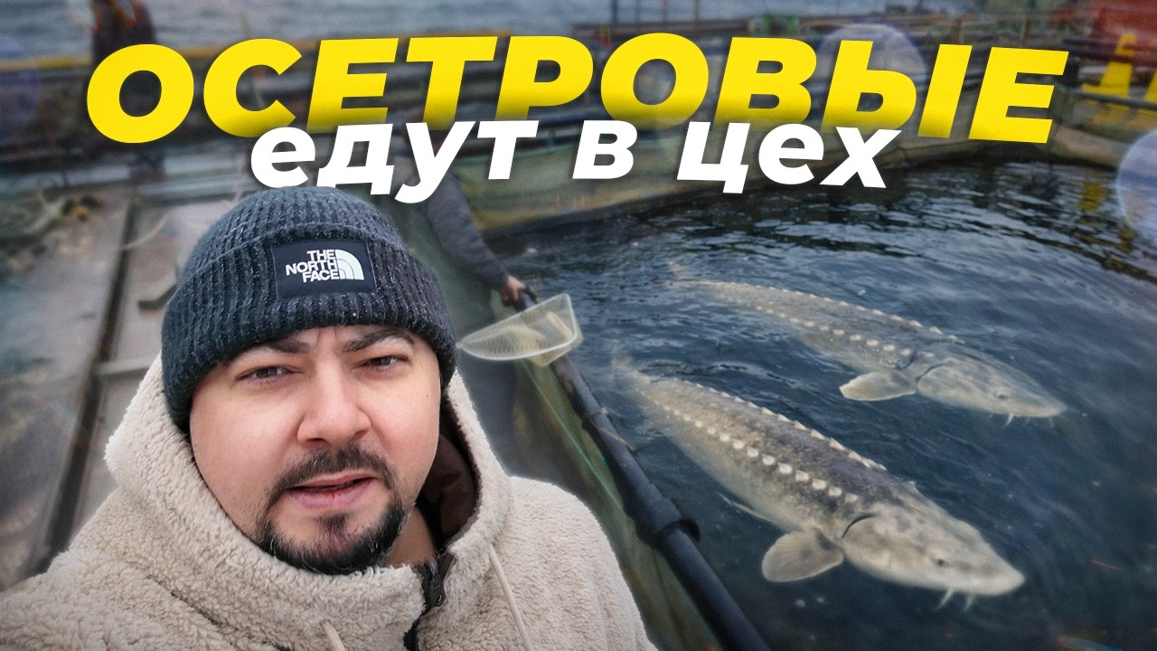 Белуга Дашка и осетровые едут в цех
