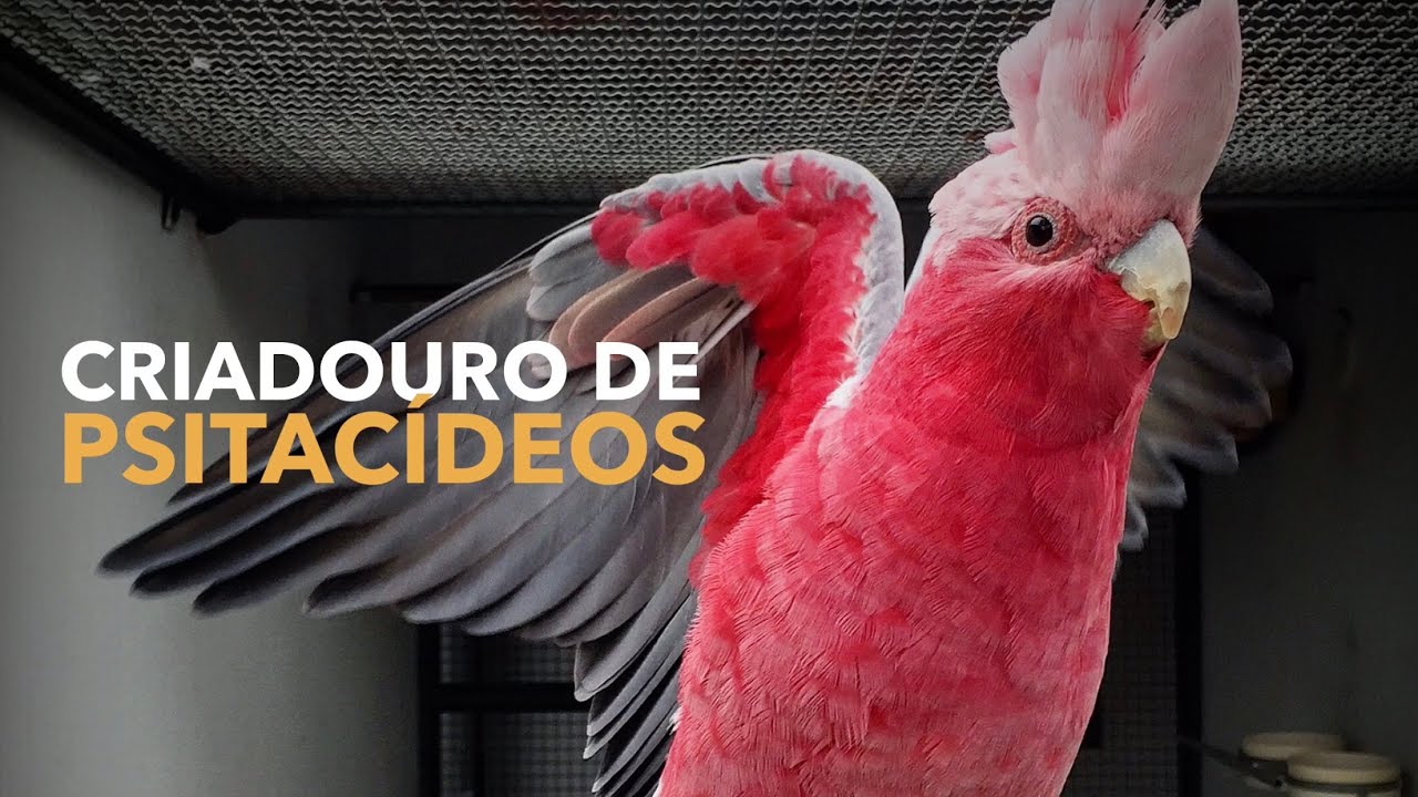 CACATUA ROSA | Criadouro de Aves Exóticas | #BIRDTV