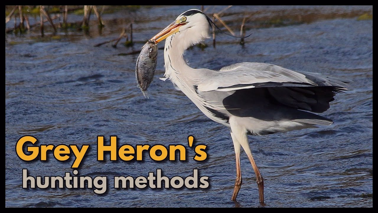 Grey Heron's different hunting techniques