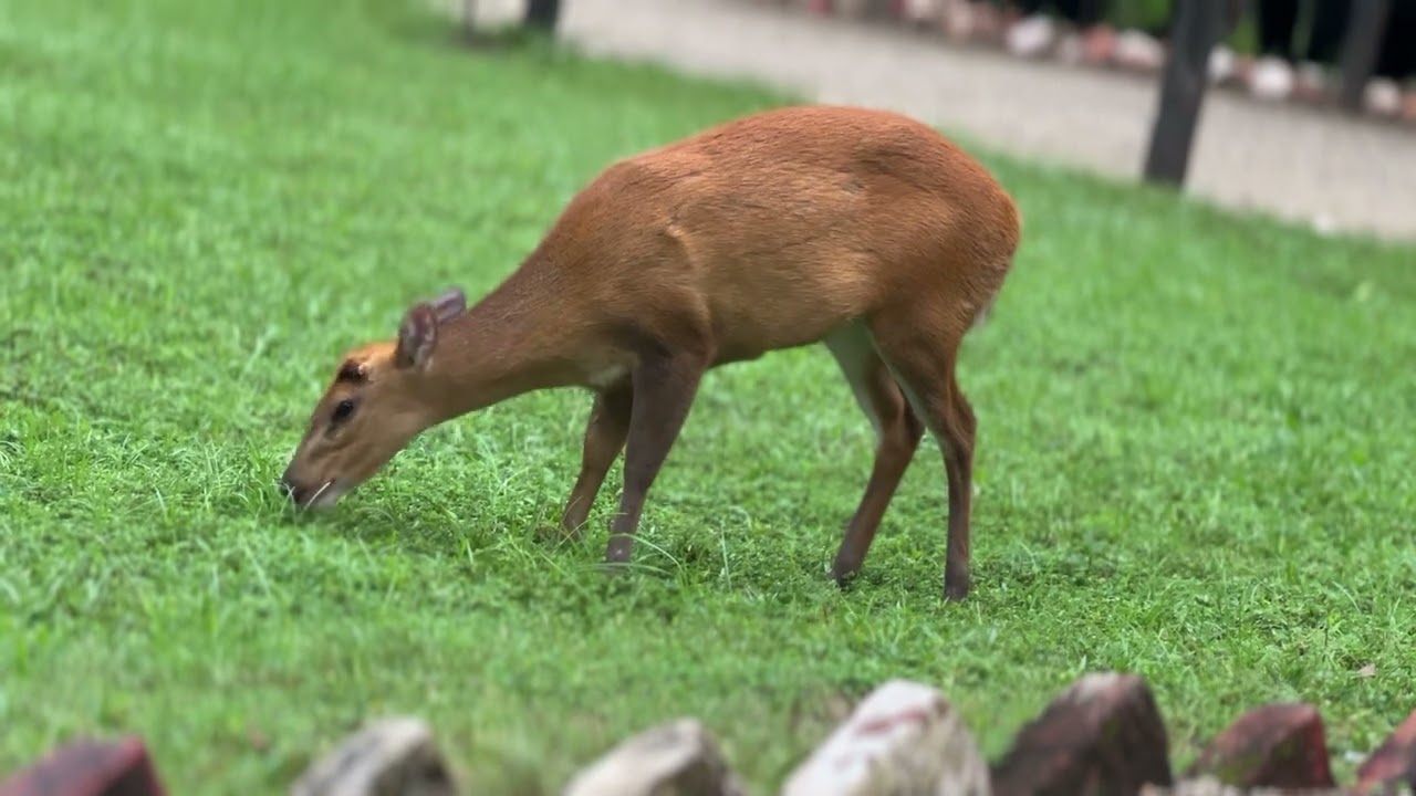 Barking Deer #nature #animals #wildlife 