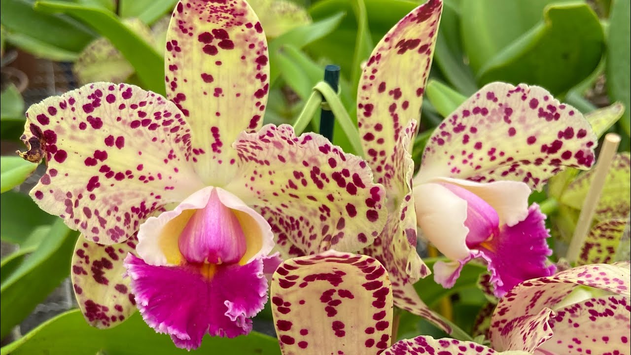 Cattleya Durigan Gemini - dicas de cultivo