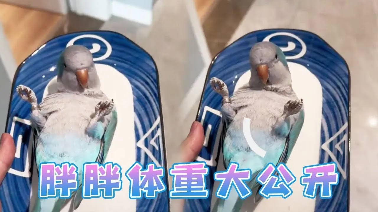 胖胖体重大公开，不出意料的超重了，为了胖胖的健康着想决定对它进行实战训练！【胖胖谷粒】