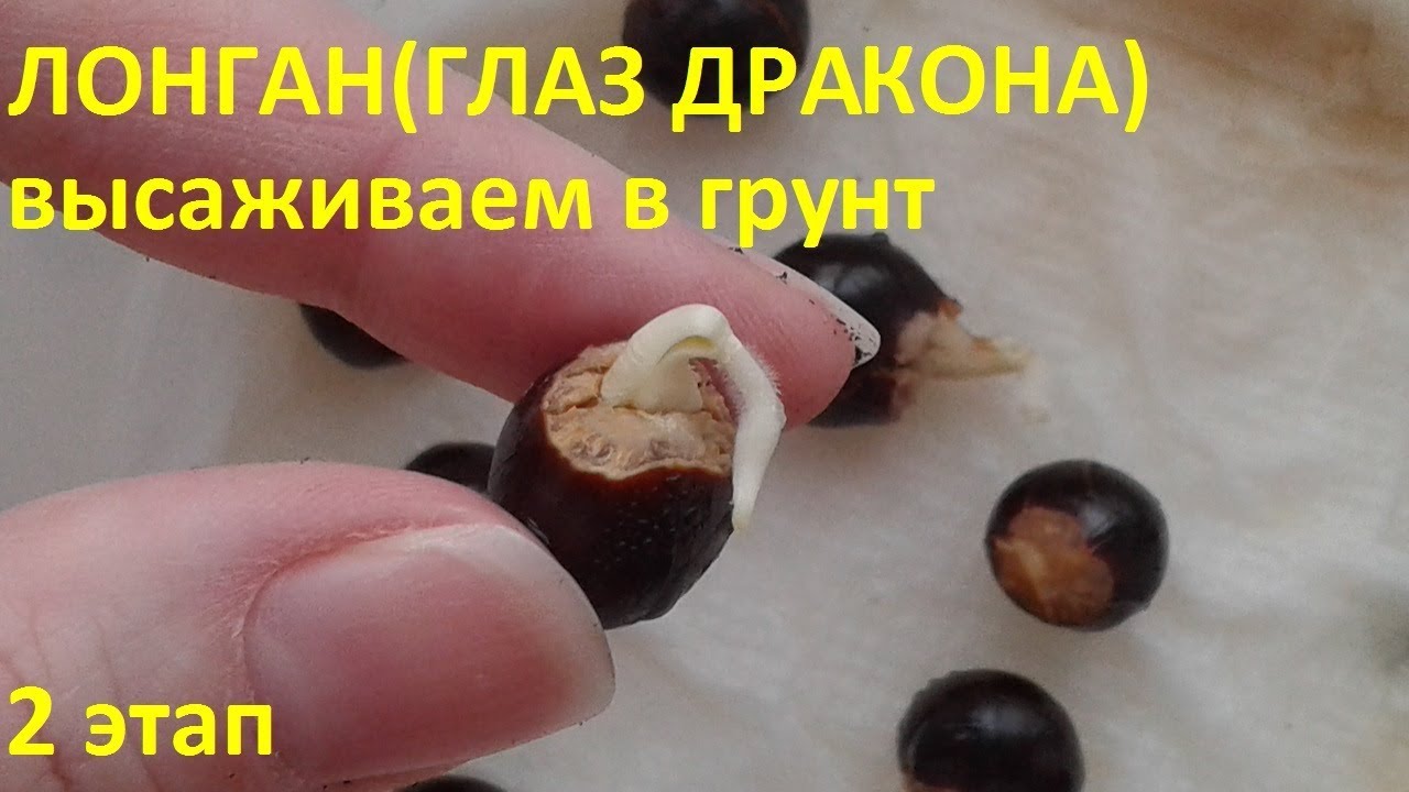 ЛОНГАН (глаз дракона) 2 этап