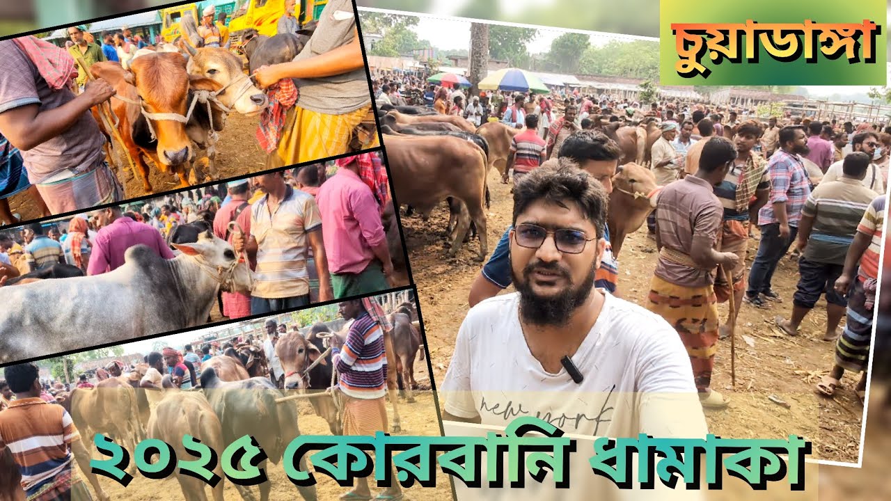 @মাংস ও মাঝারি গরু আমদানি|| ক্রেতা সংকট ||| ডুগডুগি পশুহাট, চুয়াডাঙ্গা।