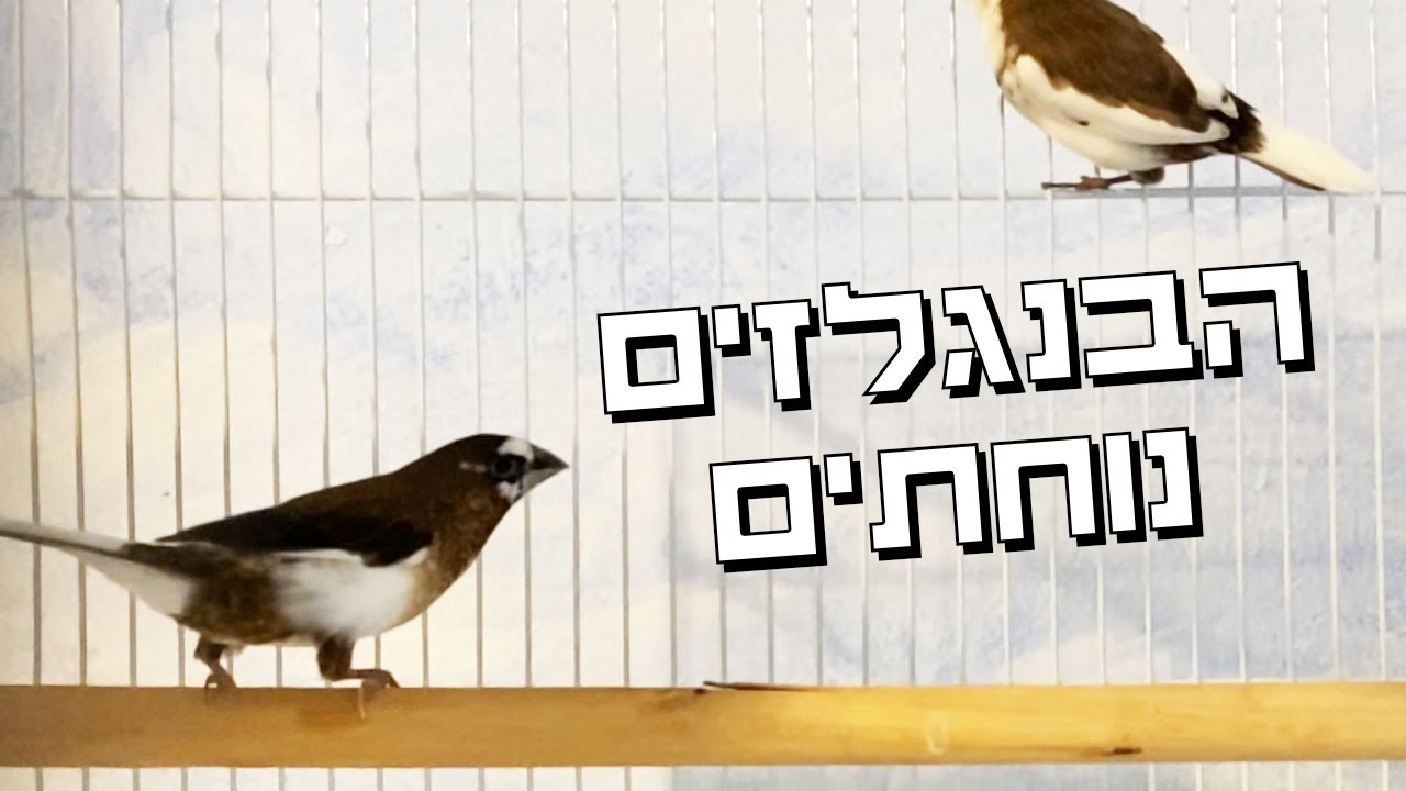 ציפורי בנגלזים כאומנה לגוזלי פינקים