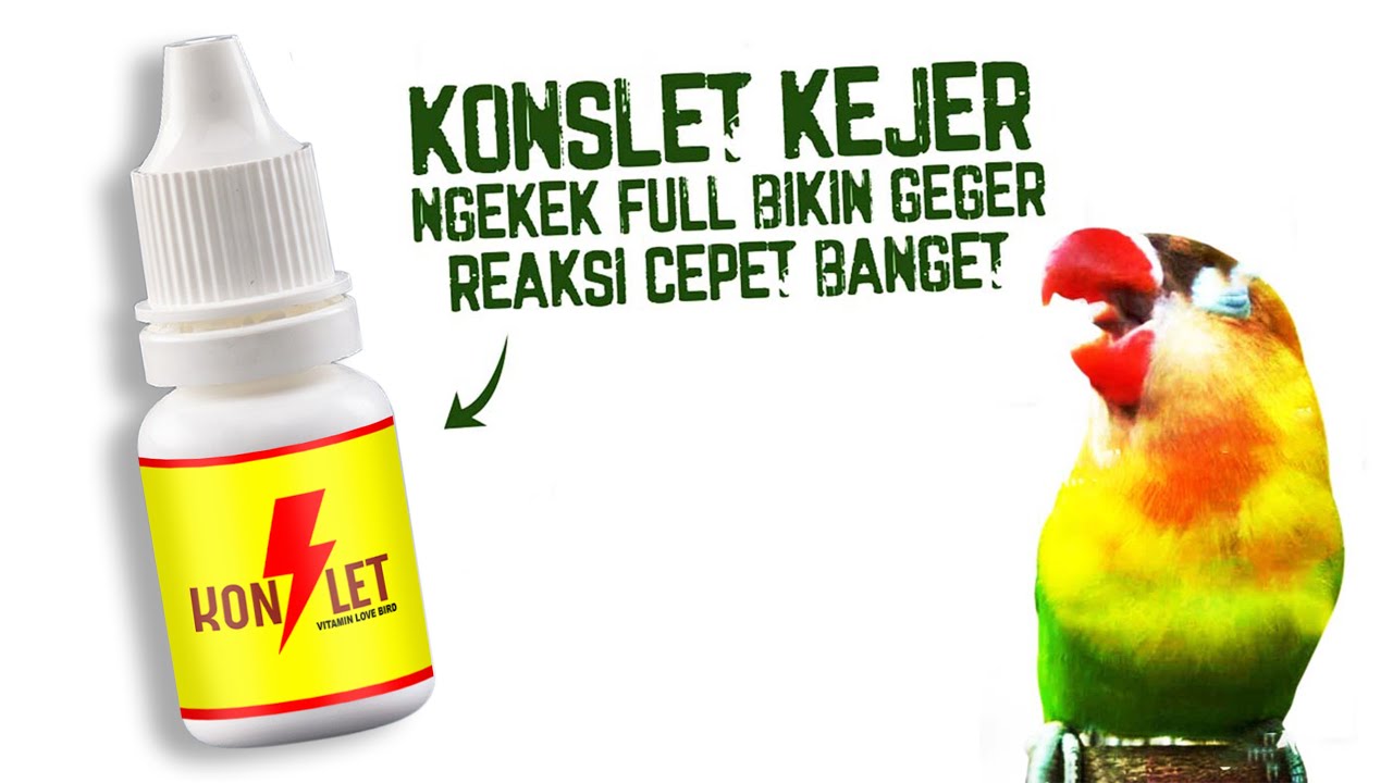 RAHASIA BURUNG LOVEBIRD JUARA TERUS DIGANTANGAN | CARA PENGGUNAAN VITAMIN KONSLET AA DUKI