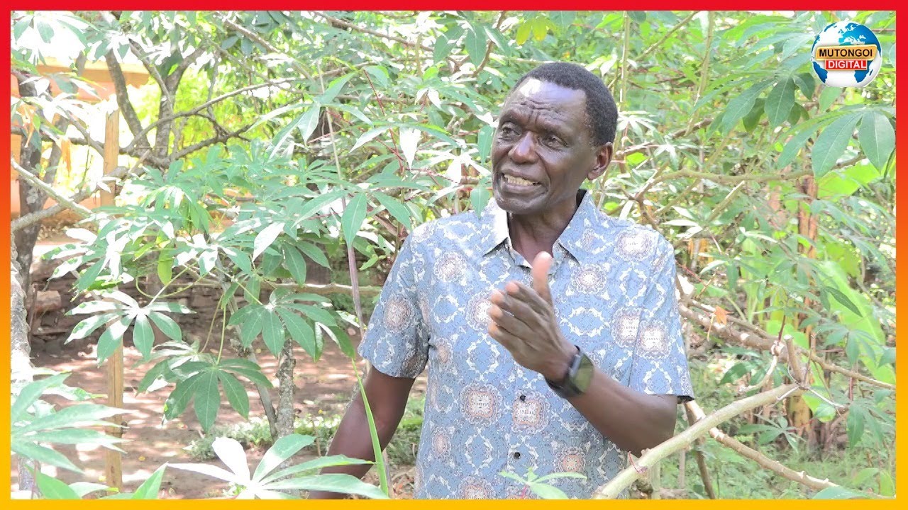 KILUNGU KI MWANYA: VENGI YA MBEU