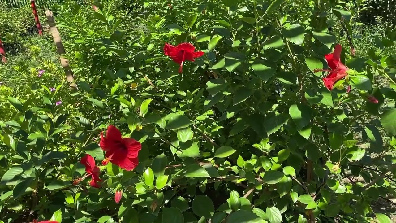 ورد الجمال (الهبسكس) Hibiscus rose-sinenis