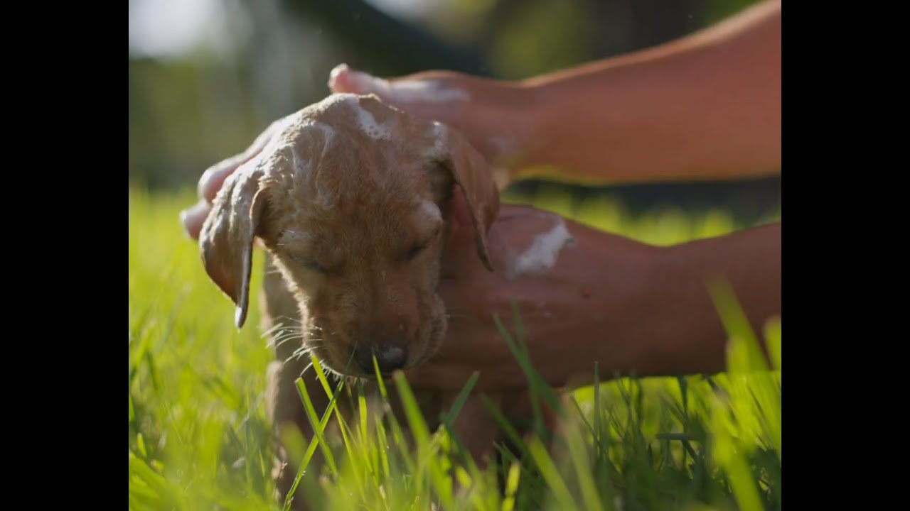 PUPPIES BATH IN 4K (ULTRA HD)