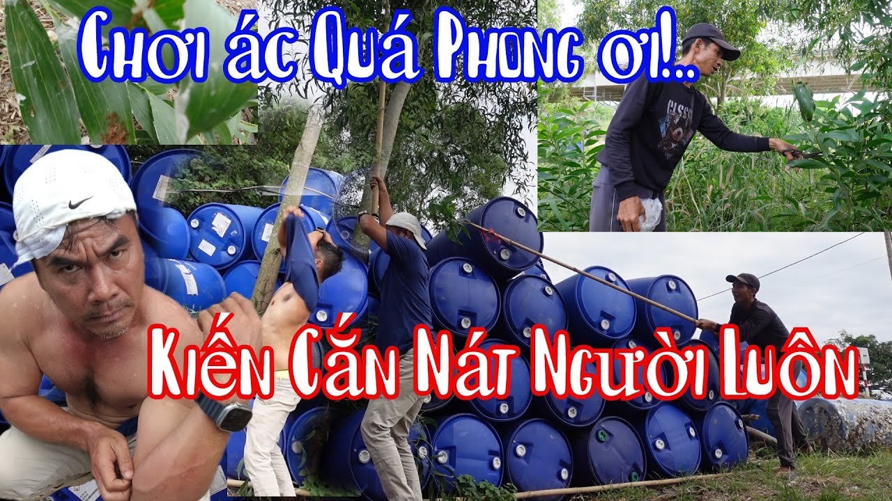 B&agrave; 8 Phong Cho 10 R&acirc;u &Ocirc;m Trọn 1 Ổ Kiến V&agrave;ng Kh&oacute;c Ra Tiếng H&aacute;n