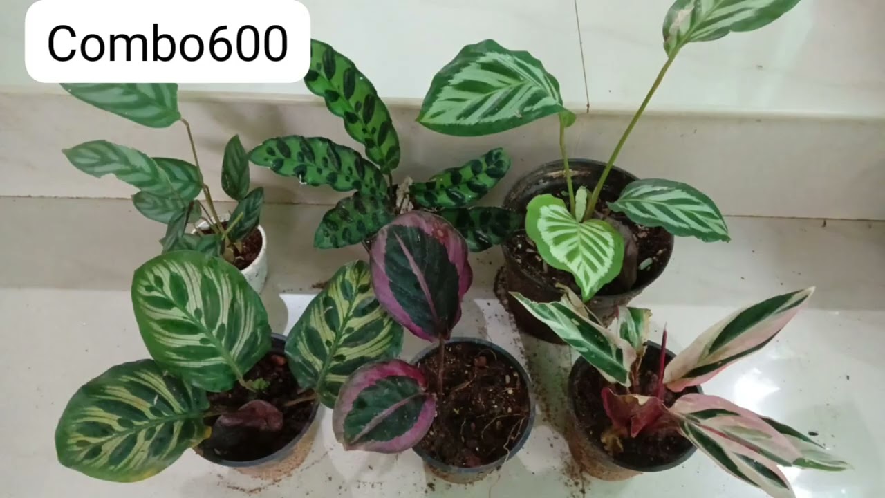 aglonima combo & calathiya combo wtsp 9946287102