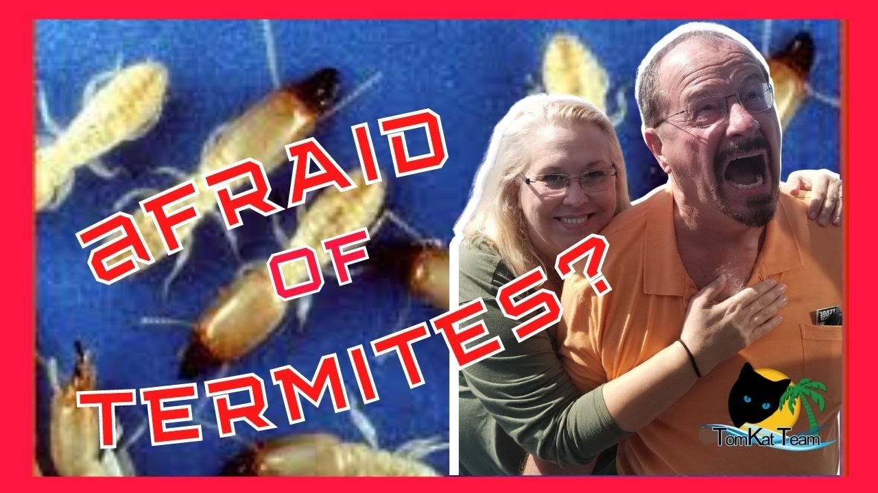 Afraid of termites? Should you buy a house that has or had termites?