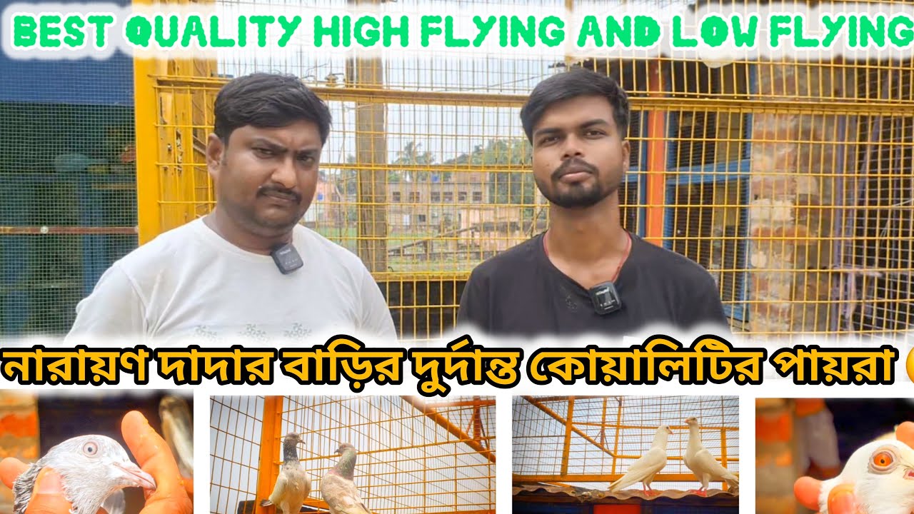 NARAYAN-DA OLD BLOODLINE HIGHFLYING AND ANDHRA & MADRASI & PUNJABI & RAJASTHAN PIGEONS - 93330 68960