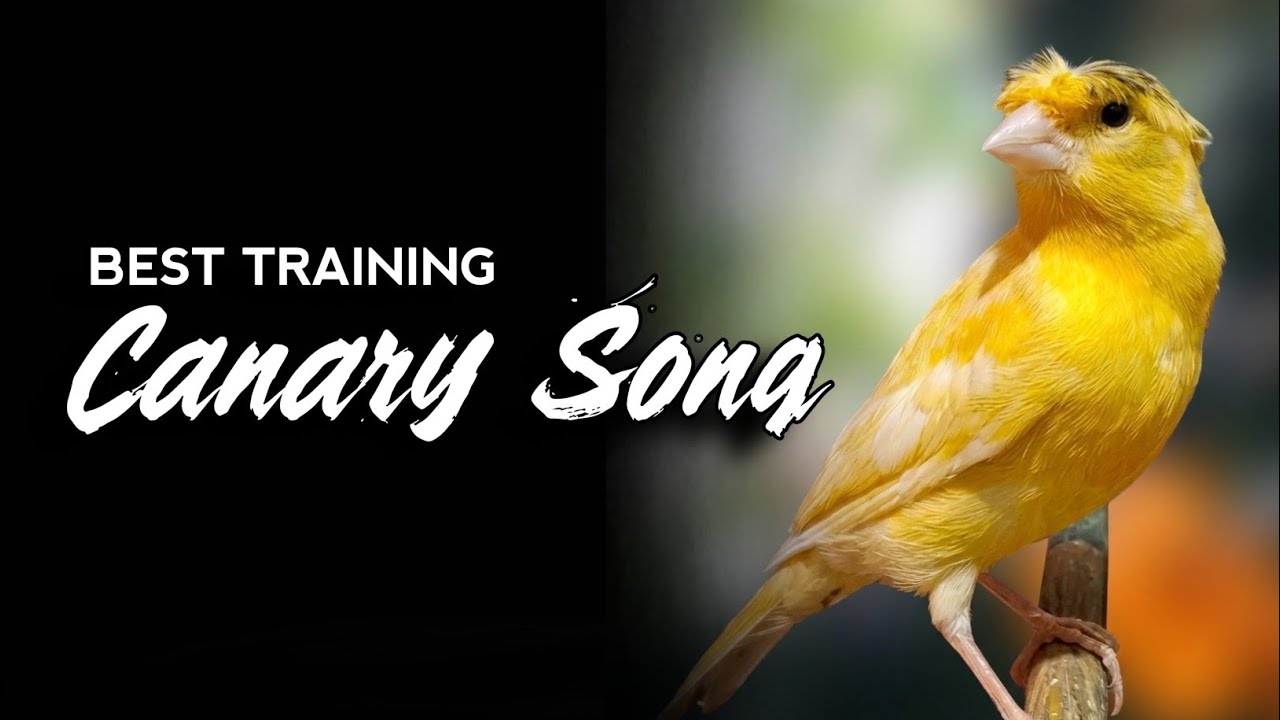 #013 | Canary Singing Training | Belgian Canary Singing Makes Your Canary sing non-stop 